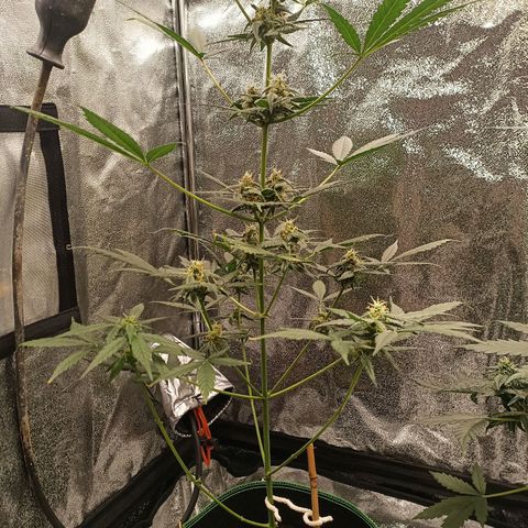 swinging growlog timeline photo