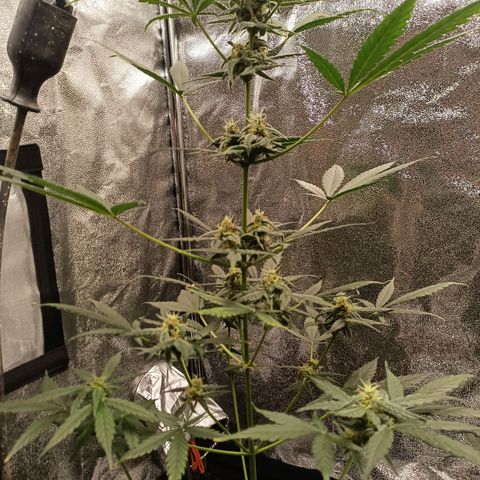 swinging growlog timeline photo