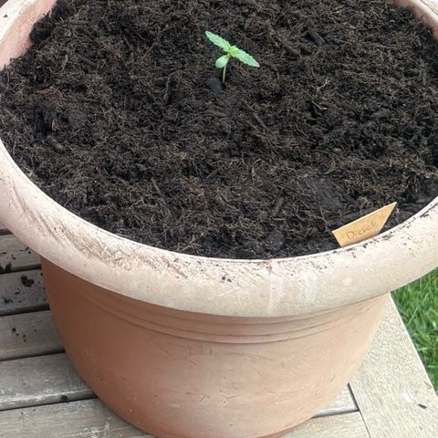 Weedy Gonzales  growlog photo: Umtopfen in 14L Topf 