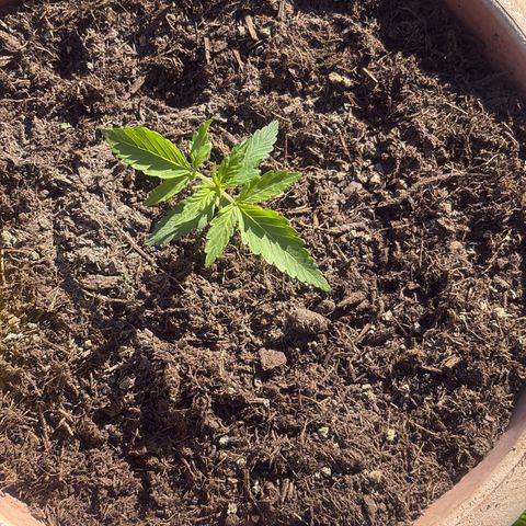 Weedy Gonzales  growlog timeline photo