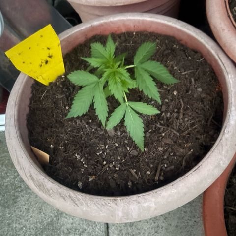 Weedy Gonzales  growlog timeline photo