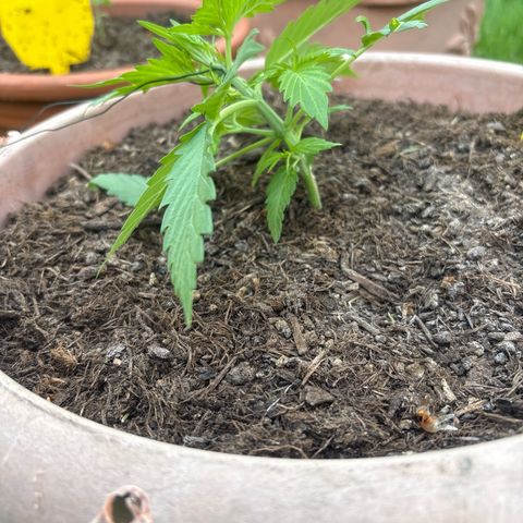 Weedy Gonzales  growlog photo: Leichte LST 
