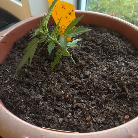 Highdi 2.0 growlog photo: Leichte LST