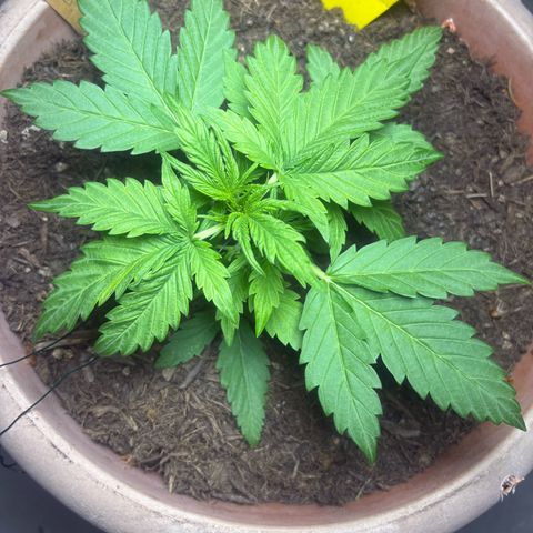 Weedy Gonzales  growlog timeline photo