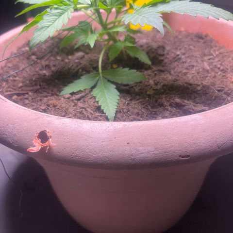 Weedy Gonzales  growlog timeline photo