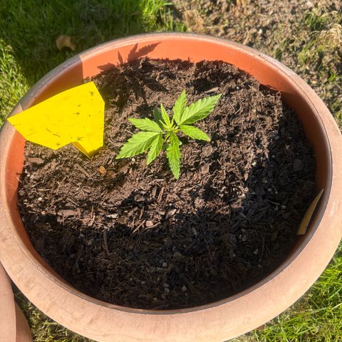 Highdi 2.0 growlog timeline photo