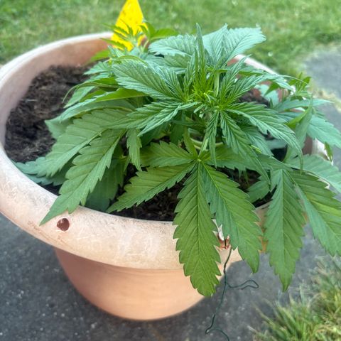 Weedy Gonzales  growlog timeline photo