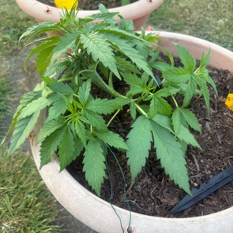Weedy Gonzales  growlog timeline photo