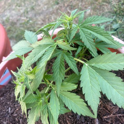Weedy Gonzales  growlog timeline photo