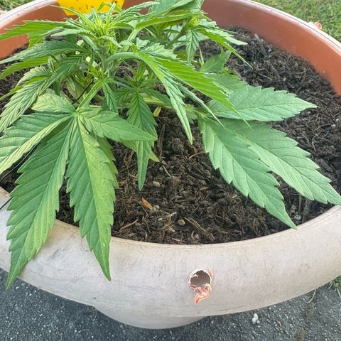 Highdi 2.0 growlog timeline photo
