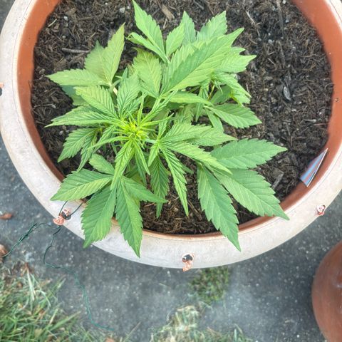 Highdi 2.0 growlog timeline photo