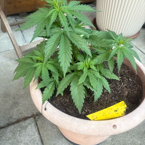 Weedy Gonzales  growlog timeline photo