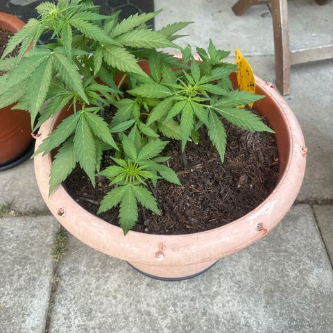 Highdi 2.0 growlog timeline photo