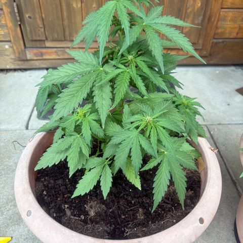 Weedy Gonzales  growlog timeline photo