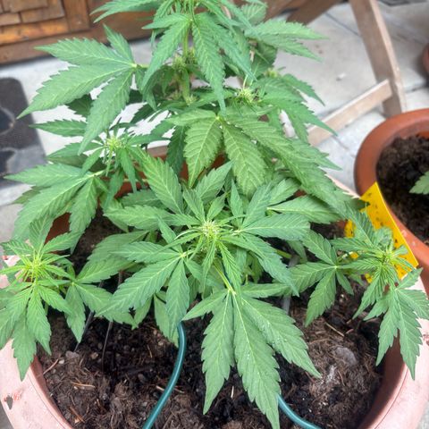 Highdi 2.0 growlog timeline photo
