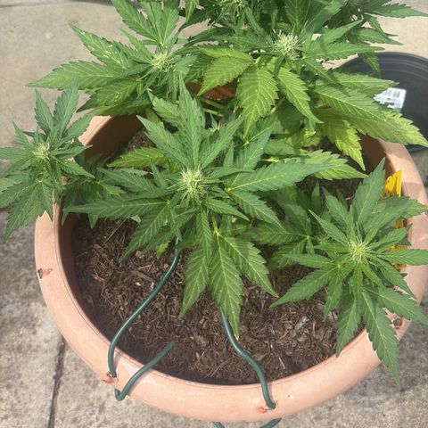 Highdi 2.0 growlog timeline photo