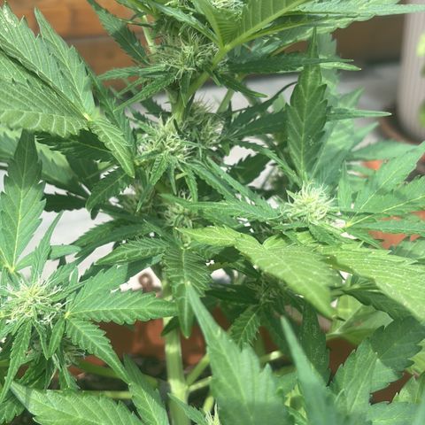 Highdi 2.0 growlog timeline photo
