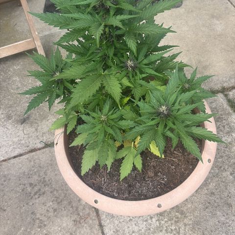 Weedy Gonzales  growlog timeline photo