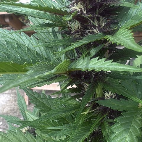 Weedy Gonzales  growlog timeline photo