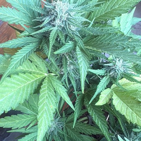 Highdi 2.0 growlog timeline photo