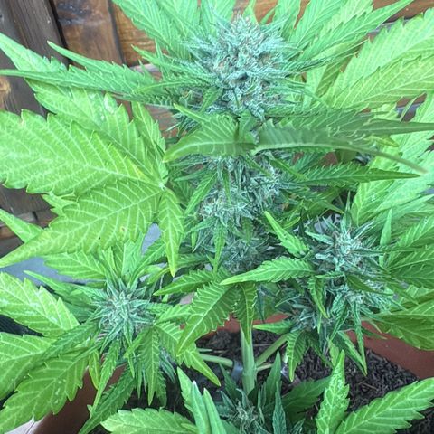 Highdi 2.0 growlog timeline photo