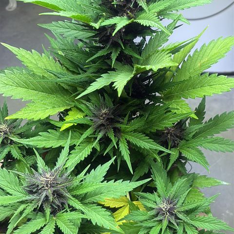 Weedy Gonzales  growlog timeline photo