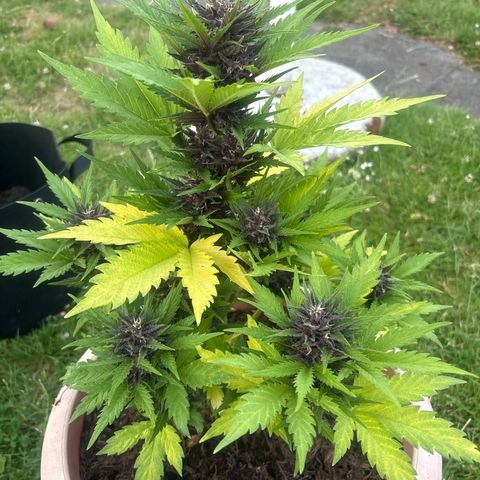 Weedy Gonzales  growlog timeline photo