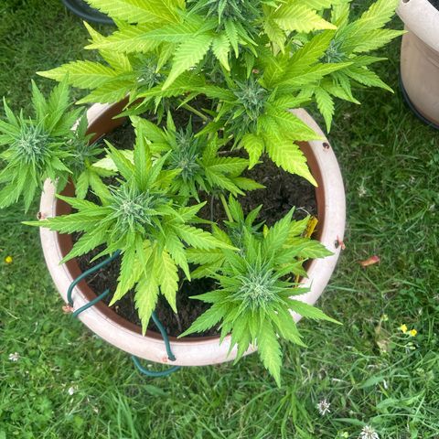 Highdi 2.0 growlog timeline photo