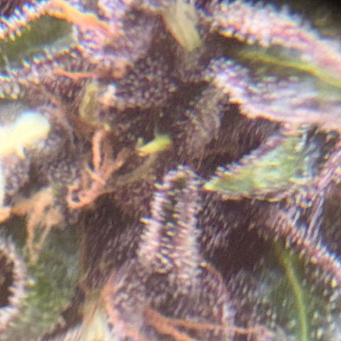 Weedy Gonzales  growlog timeline photo