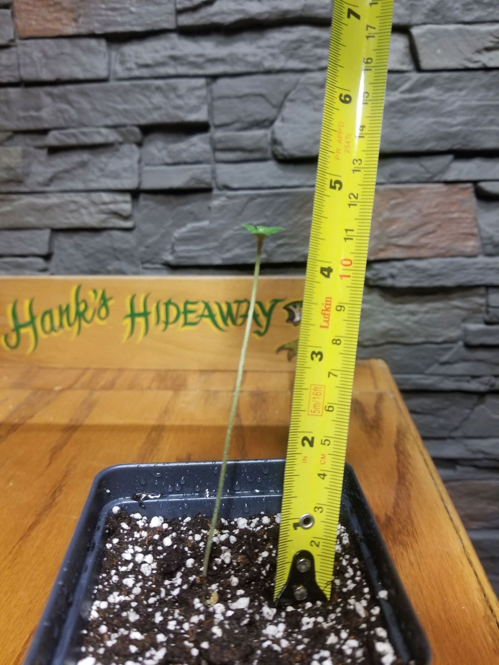 Blue Dream growlog header