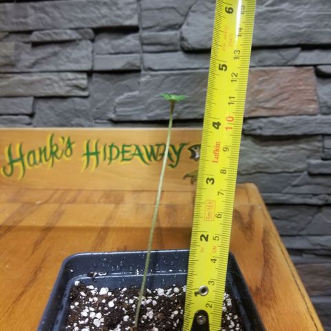 Blue Dream growlog in Start seed Indoor/outdoor 2022