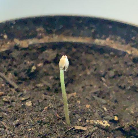 Sadie growlog timeline photo