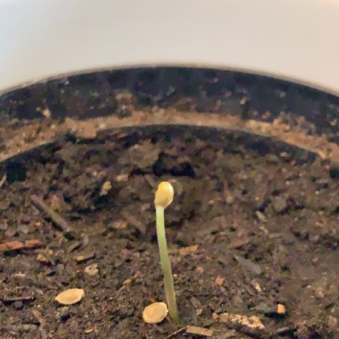 Sadie growlog timeline photo