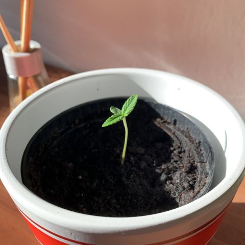 Sadie growlog timeline photo