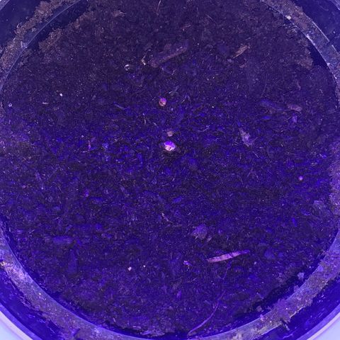 Sadie growlog photo: Mogoce malo globse zakopate
