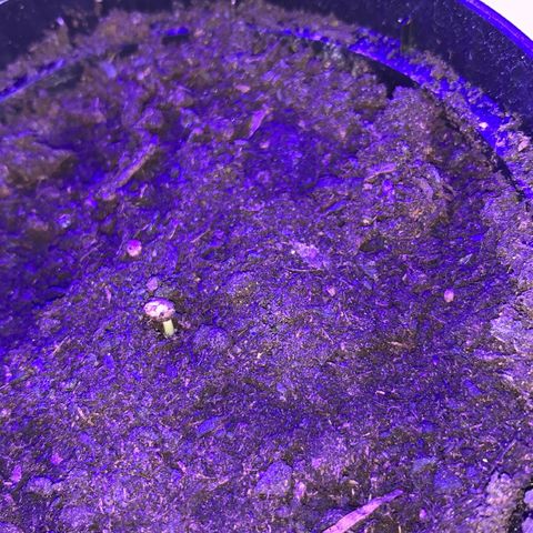 Sadie growlog timeline photo