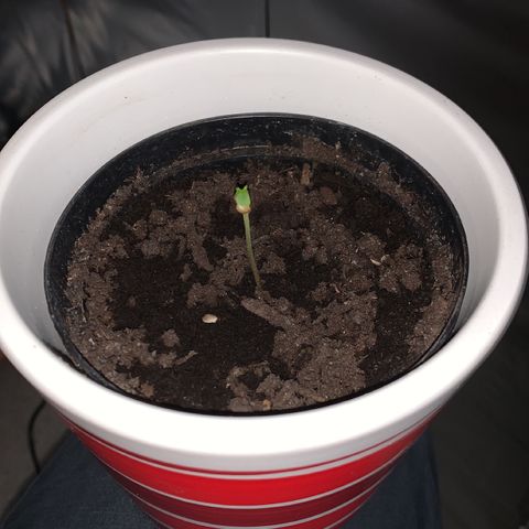 Sadie growlog timeline photo