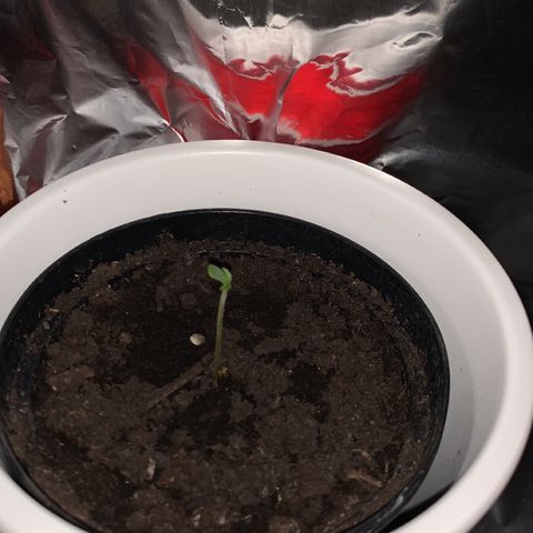 Sadie growlog timeline photo