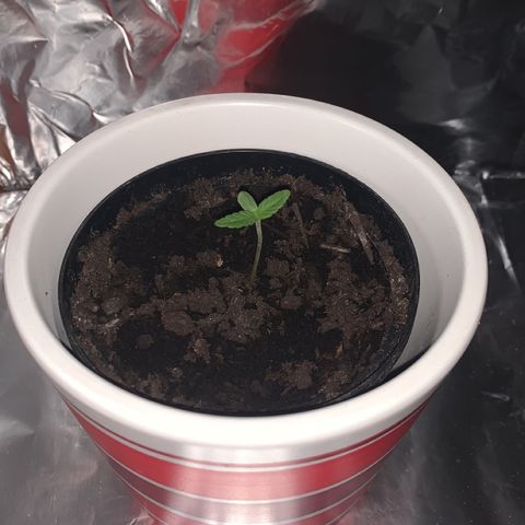 Sadie growlog timeline photo