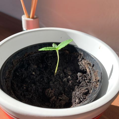 Sadie growlog timeline photo