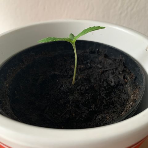 Sadie growlog photo: Vidita se dva lista