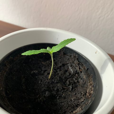 Sadie growlog timeline photo