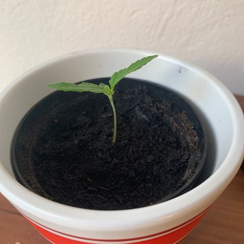 Sadie growlog timeline photo