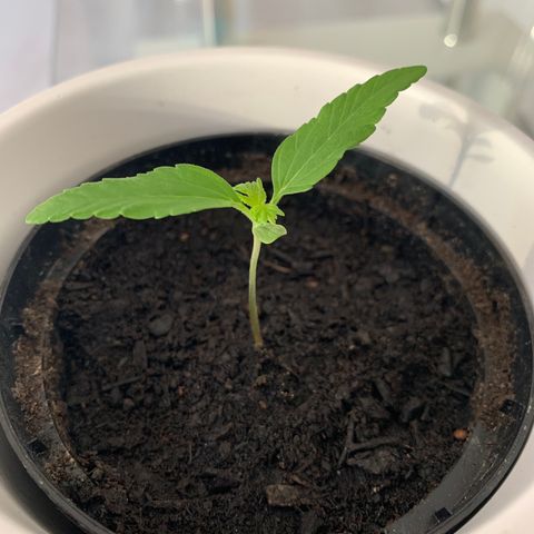 Sadie growlog timeline photo