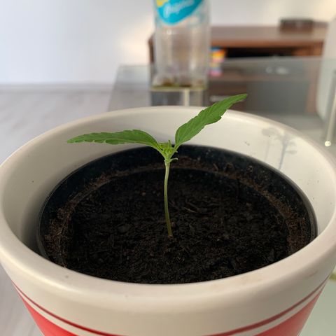 Sadie growlog timeline photo