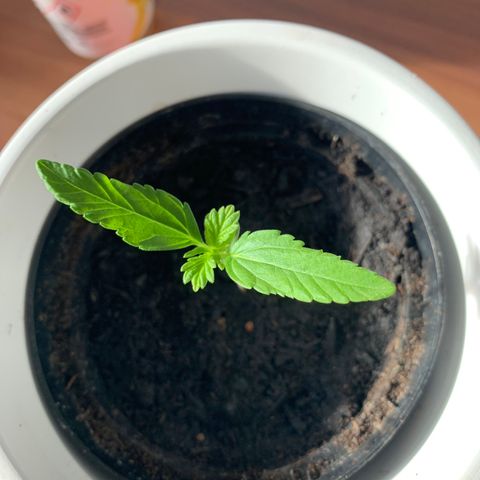 Sadie growlog timeline photo