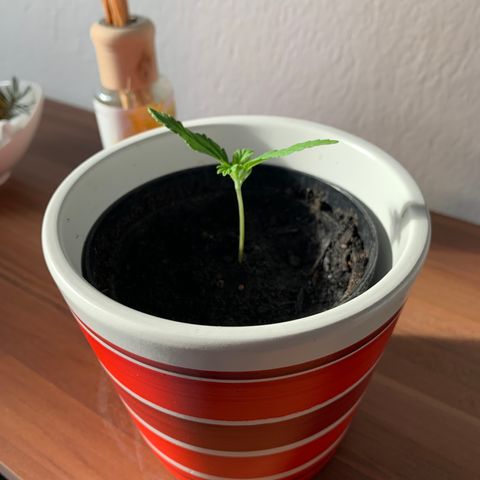 Sadie growlog timeline photo