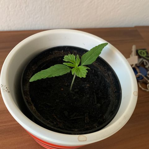 Sadie growlog timeline photo