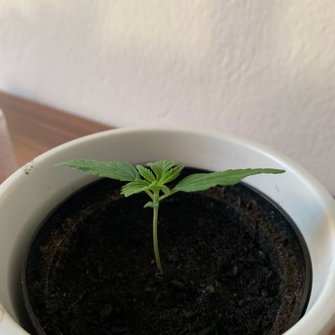 Sadie growlog timeline photo