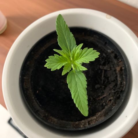 Sadie growlog timeline photo